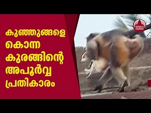 Enraged monkeys kill 250 Dogs by throwing them from heights