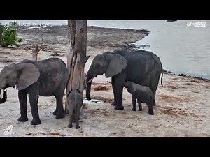 Baby Elephant Nursing in the Wild