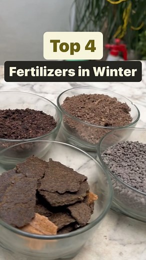 4.8K views · 84 reactions | Top 4 Fertilizers in Winter for Plants❄️...