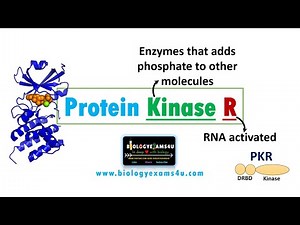 Protein Kinase R (PKR) || PKR Structure, Function and Pathways