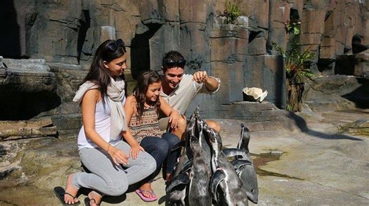 Promo Tiket Masuk Taman Safari Grup, Ada Diskon 25% Lewat Aplikasi Blibli - Tribun Travel