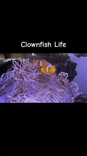 🌊 30 seconds of pure ocean therapy 🐠 Watch this little guy dance around his anemone! 💙 #Clownfish #Nemo #Anemone #MarineLife #OceanVibes