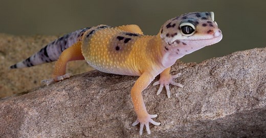 Leopard Gecko Size: How Big Does a Leopard Gecko Get?
