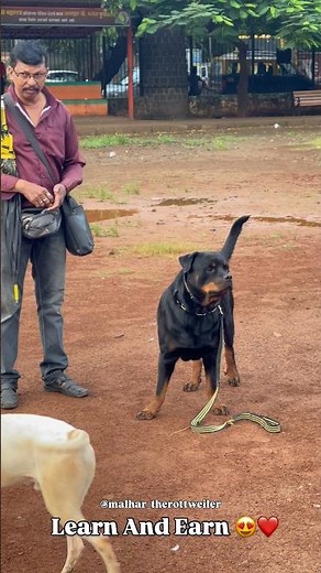 Learn And Earn #pets #dog #rottweiler #dogtraining #shorts #shortvideo #viral #dogshorts