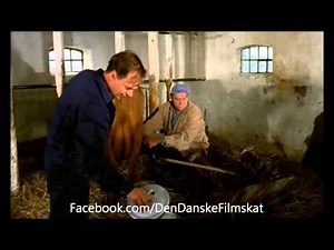 Støv for alle pengene (1963) - Malkning