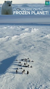 87K views · 120 reactions | Meet the animals striving to survive in a world where all is frozen, but life! Watch Frozen Planet II at 12 PM and 9 PM only on Sony BBC Earth to know why the balance of the Earth needs to be restored as soon as possible. #SonyBBCEarth #FeelAlive #Nature #Earth #Wildlife #FrozenPlanet | Sony BBC Earth | Facebook