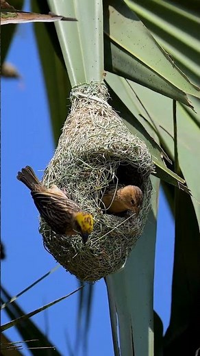Incredible Of Weaver Bird Build Nest 🥰The Most Beautiful Bird Nest 01210#birdbuildnest