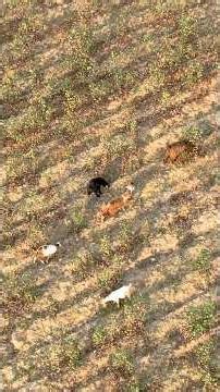 Flying Over Cotton Fields and Animals | Stunning Aerial Drone Footage