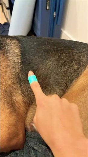 WHAT DID RUSTY EAT??? #puppy #dog #funny