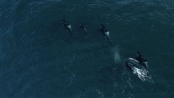 'Rarely Seen' Pod of Killer Whales Spotted Off Orange County