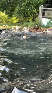 Duck: SOMETHING JUST TOUCHED MY FOOT!!! All the ducks: ITS A SHARK! RUN!!!! | Luckie Duckie