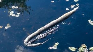 Everglades, USA: Alligator erlegt riesige Tigerpython