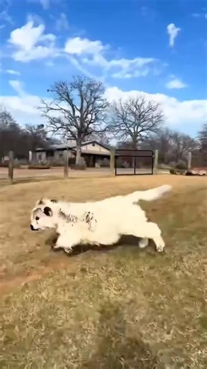 #realvideos #authenticclips #genuinefootage #unscriptedmoments #rawreality #candidvideos #truestories #liveaction #everydaylife #verifiedcontent #documentaryshorts #factualfootage #originalvideos #videoreality #lifethroughalens #worldunfiltered #realpeoplerealstories #justasithappens #realitycaptured #nofiltervideo | National Nextbefor | Facebook