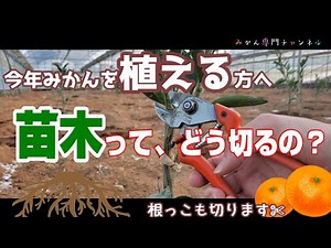 【3月中旬～下旬】みかんの苗木の剪定方法！／枯らさないための対策とは？