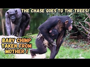 Stolen Baby Chimp! The Chase Goes Into The Trees