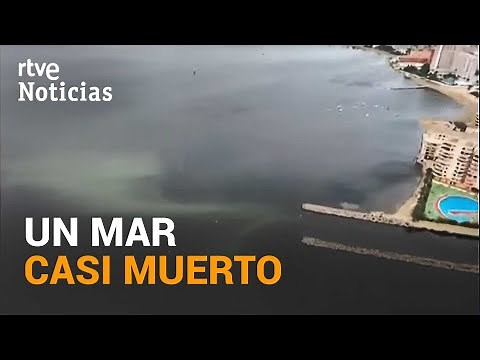 MAR MENOR: Cuatro toneladas y media de PECES MUERTOS en una SEMANA | RTVE Noticias
