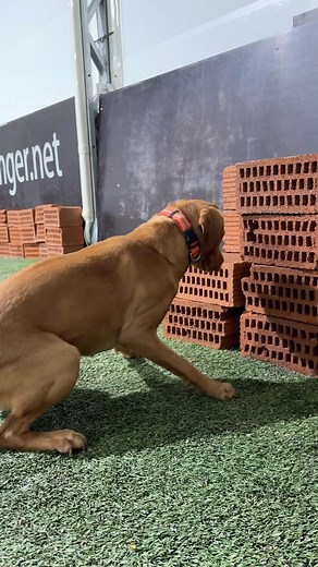 Vi regner ikke bort helt enda her borte, perfekte dager å jobbe med detaljer🕵🏽‍♀️🤩 #detectiondog #workingdog #workingdogsofinstagram #workinglab | Nordisk Sprengstoffhund