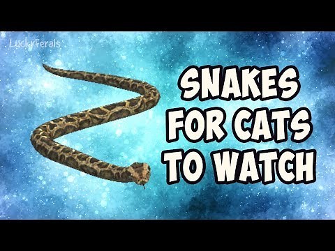 Video For Cats To Play - Snakes For Cats To Watch