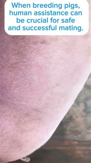 Human assistance in successful pig breeding