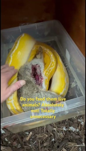 We often get asked what the snakes eat; we feed them frozen then thawed animals. #snake #rabbit