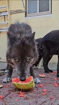 DOGS LOVE WATERMELON!! 🍉
