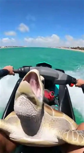 He Raced a Shark on a Jet Ski… to Save This Turtle!#viralvideo #SeaTurtle #nature #WildlifeRescue