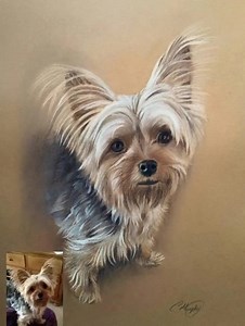 5.4K views · 638 reactions | I know I draw a lot of shepherds. But if you look back through the photos tab you'll see lots of different breeds including little Yorkies. Truth is, the first dog that I ever captured in pencil was a little Yorkie cross. It was a full body sketch while the dog (Sandy) slept. I was 11 years old . | Collette Murphy - Irish Portraits | Facebook