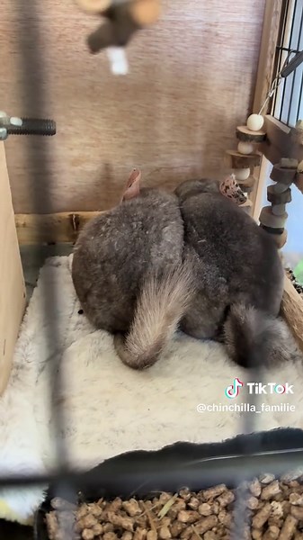 All About Chinchillas: Care and Fun Facts