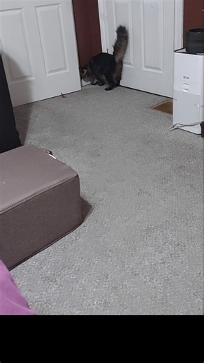 Here is a rare sighting of Frumpy, actually playing. He never likes to let anyone see him doing normal cat things but I guess he can't always hide it. =P 🖤 Pardon the mess. I need to clean. Lol | Modified Rabbit