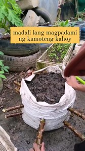 easy planting cassava #gardeningtips #gardening #fblifestyle #fypシ #viralvideoシ #highlightsシ゚ #SustainableLiving #diyproject #diy #foryouシ #cassava | Canaan All in One Fertilizer Original Direct Supplier