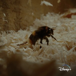 45K views · 1K reactions | What an un-bee-lievable escape  #ARealBugsLife, an Original series inspired by Pixar's A Bug's Life and narrated by Awkwafina, is streaming Wednesday on Disney+. | National Geographic Animals | Facebook