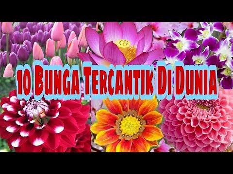 10 Bunga Paling Indah dan Cantik di Dunia