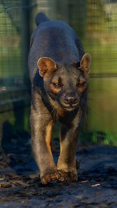 585K views · 19K reactions | ฟอสซา คือ สุดยอดนักล่าแห่งมาดากัสการ์! ...