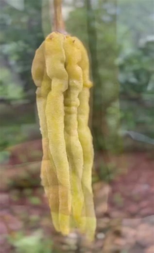 Gummy Worm Fruit - Exotic and Delicious Tropical Delight!