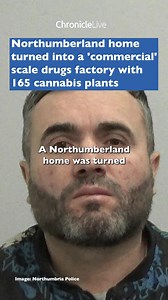 Northumberland home turned into a 'commercial' scale drugs factory with 165 cannabis plants #northumberland #ashington #crime | Newcastle Chronicle