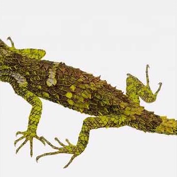 Discover the enchanting world of pygmy geckos in the forest