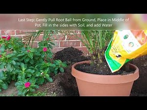 How to Transplant Pygmy Date Palm Ground to Pot! Phoenix Roebelenii Repotting! DAN CLEAN CLIPS!