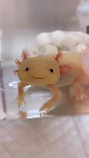 The Cutest Baby Axolotl Faces You'll Ever See!