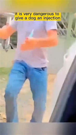 1.5K views · 42 reactions | funny animals 藍 #funnymoments #cat #shorts #animals #dog #shortsreels #petlovers | Pets & Cats | Facebook