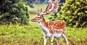 Fallow Deer vs Whitetail Deer