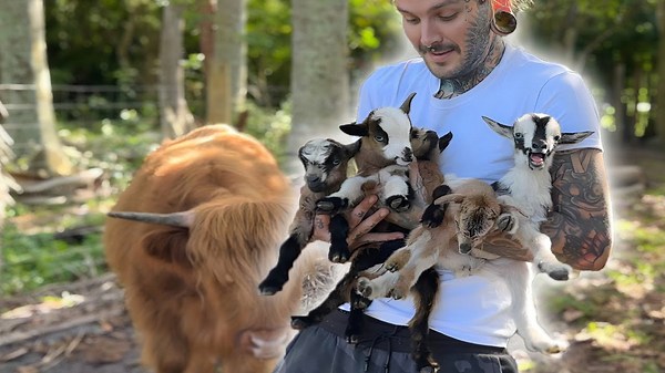 Newborn Baby Goats | So Cute! First Moments on the Farm