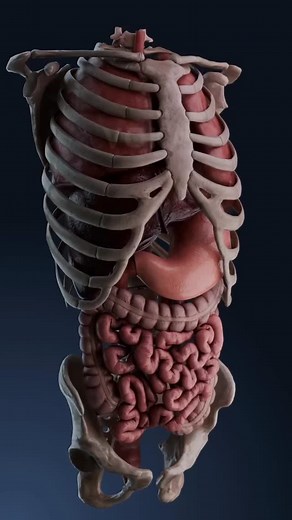 medical_animation on Instagram: "Ever wondered why your stomach suddenly feels like a balloon? 🎈 Bloating is more than just an uncomfortable feeling—it’s your digestive system sending signals that something’s off. But what exactly is going on inside your body when bloating happens? When gas builds up in your stomach or intestines (from swallowing air, certain foods, or digestion), it creates pressure that can lead to that tight, swollen sensation we all dread. Sometimes it’s caused by condition