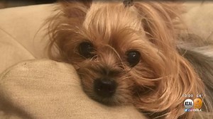 Owners of pet killed by package thrown over fence blame FedEx driver
