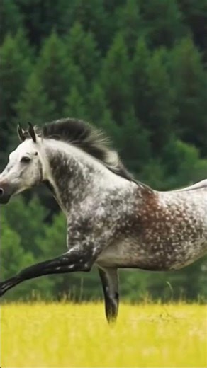 Holsteiner is a horse from northern Germany荷尔斯泰因马是来自德国北部的一种马 #fypyoutubeshorts #fypage #hennyel #fyp