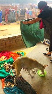 651K views · 19K reactions | Is maa ko trust issues thee #puppy #puppies #puppylove #puppylovers #puppylife #dogmother #dogmom #dog #dogs #dogfood #doglife #doglover #doglovers #supportus #blessings #love #reels #viral #instareels #insta #instagram #fb #fbreels #fbreelsvideo #fbreelsfypシ゚viral | Bezubaanjaan1517 | Facebook