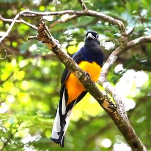 18K views · 3K reactions | Green-backed trogon calling (Trogon viridis) Amazon rainforest, Brazil. | BIRDS & Nature | Facebook
