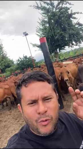 🐄 *CURSO VIRTUAL DE MANEJO Y TRATAMIENTO DE LAS ENFERMEDADES MÁS COMUNES DEL GANADO BOVINO* Tiene como objetivo brindar a los participantes herramientas prácticas y actualizadas para reconocer, manejar y tratar de forma responsable las principales enfermedades que afectan la salud y productividad del ganado bovino. 🐮 Cuenta con 6 módulos técnicos y una clase introductoria 🐮 ♦️Fundamentos del manejo sanitario y terapéutico ♦️Enfermedades digestivas y metabólicas ♦️Enfermedades respiratorias ♦️