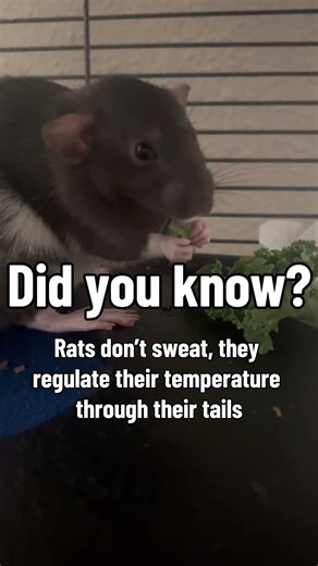 Did you know? Daily Rat Fact!