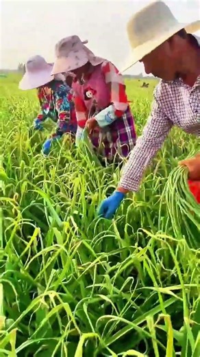 Garlic Sprout Harvest: My Farmer's Life