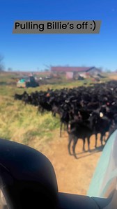 44 reactions | Pulling Billie’s off #goats #dogs #Ricky | Cluck Ranch | Facebook